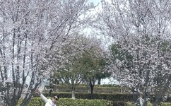 chinese体育生飞机